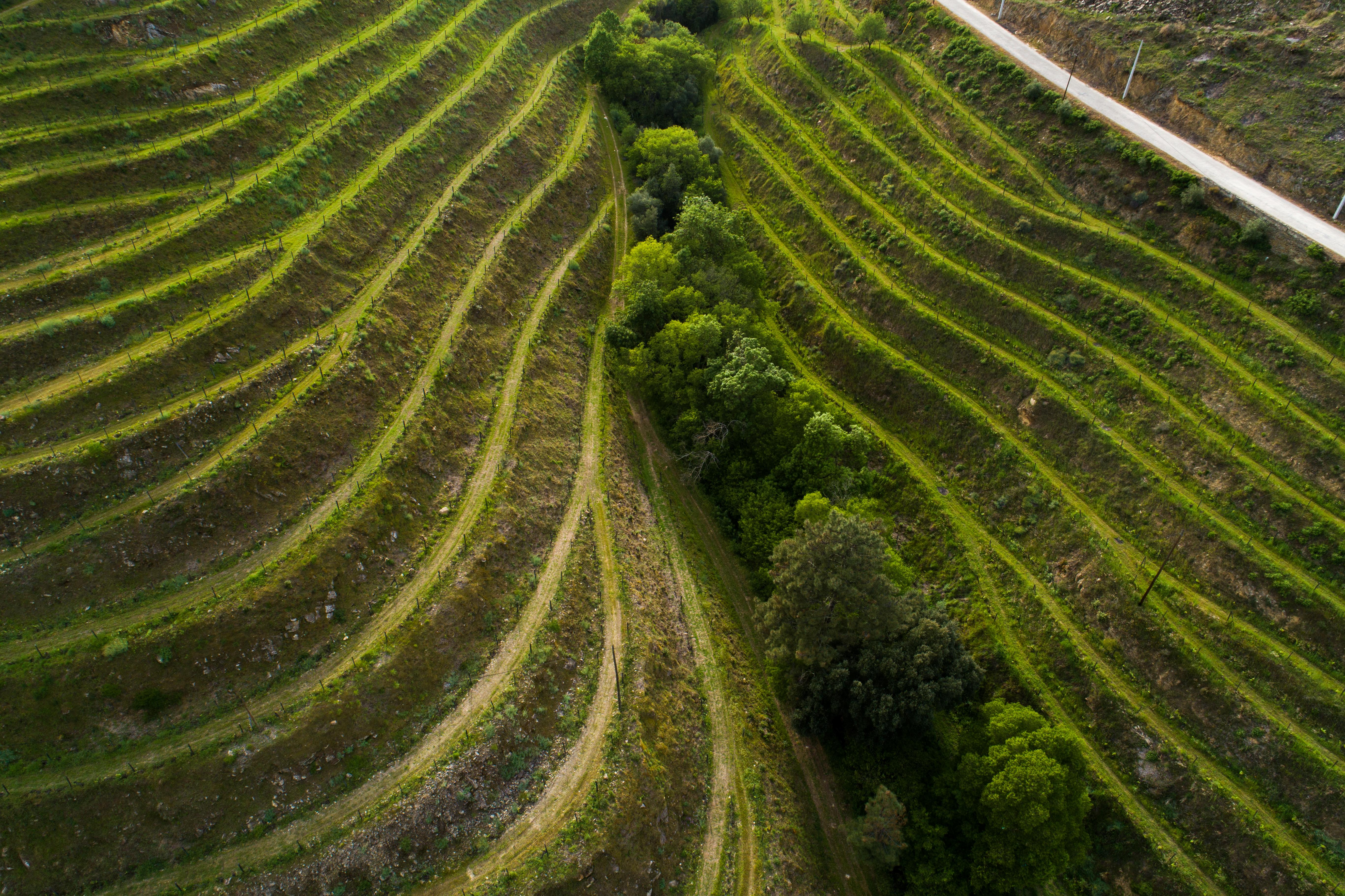 Gale Douro Vineyards Armamar